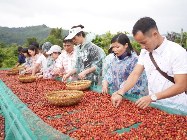 Cà phê Khe Sanh: 100 năm từ vùng đất lịch sử đến khát vọng vươn tầm quốc tế