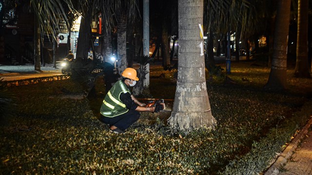 Cận cảnh di dời, chặt hạ cây thi công đường Hoàng Quốc Việt