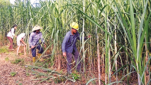 Cần ngay một giải pháp vẹn toàn cho ngành đường - Ảnh 2.