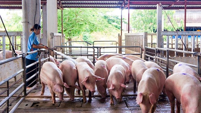 Cận Tết, giá lợn hơi tăng từng ngày