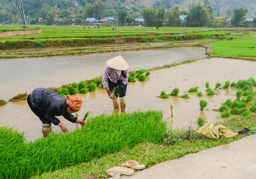 Cánh đồng Tây Bắc rộn rã vào mùa - ảnh 1