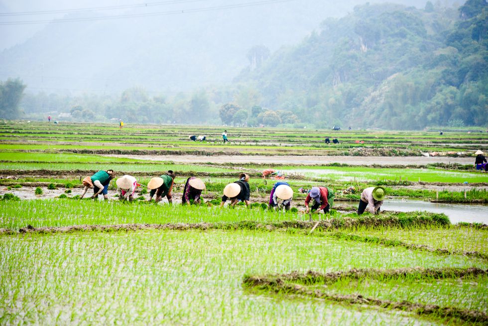Cánh đồng Tây Bắc rộn rã vào mùa - ảnh 10