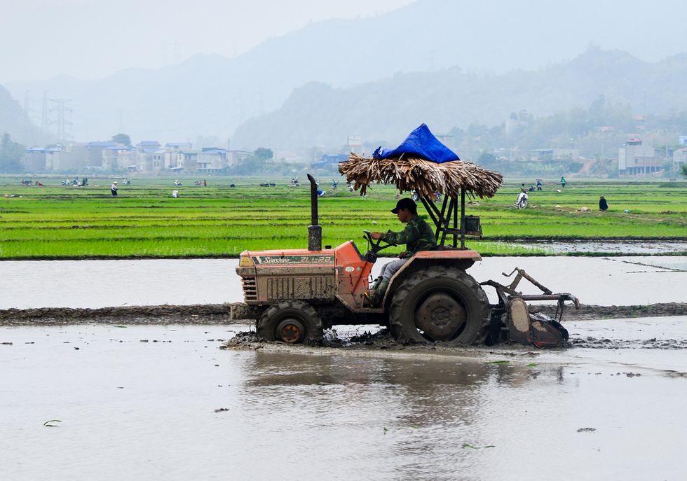Cánh đồng Tây Bắc rộn rã vào mùa - ảnh 3