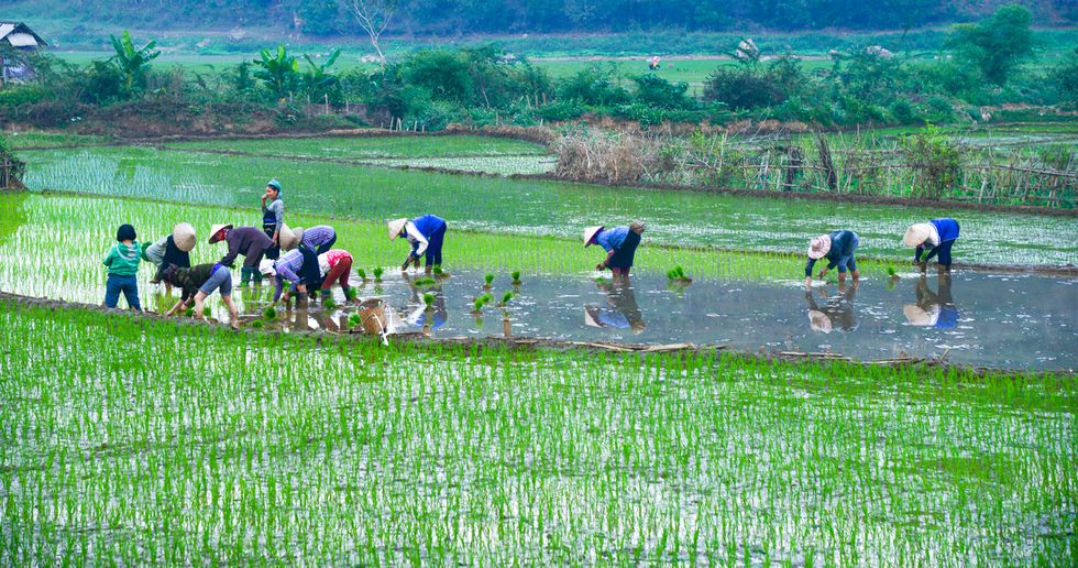 Cánh đồng Tây Bắc rộn rã vào mùa - ảnh 6