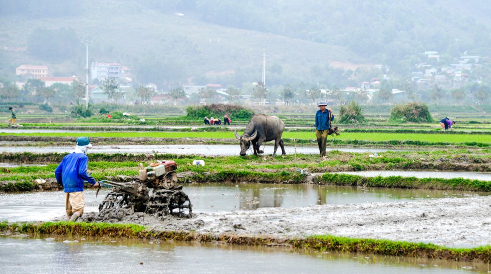 Cánh đồng Tây Bắc rộn rã vào mùa - ảnh 7