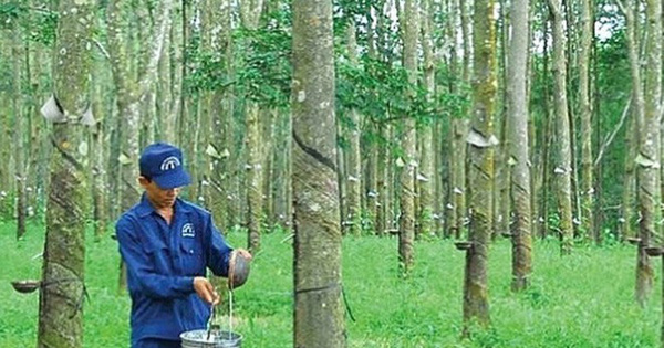 Cao su Đồng Phú (DPR) dự kiến phát hành cổ phiếu thưởng tăng vốn điều lệ tỷ lệ 100%