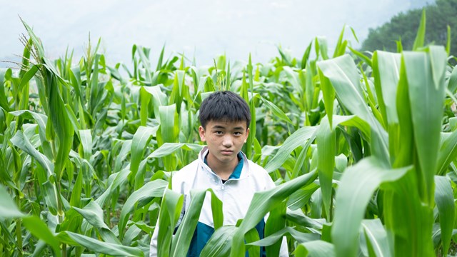Cậu học sinh nghèo người Dao hái chè thuê từ năm lớp 6 để kiếm tiền đến trường