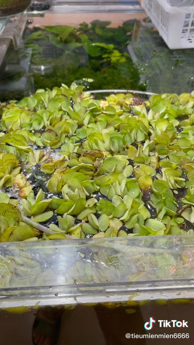 Cây bèo giá 90.000 đồng, hến 40.000 đồng/con - Những thứ rẻ như cho ở Việt Nam, ở Nhật lại đắt đỏ - Ảnh 2. Cây bèo giá 90.000 đồng, hến 40.000 đồng/con - Những thứ rẻ như cho ở Việt Nam, ở Nhật lại đắt đỏ - Ảnh 2.