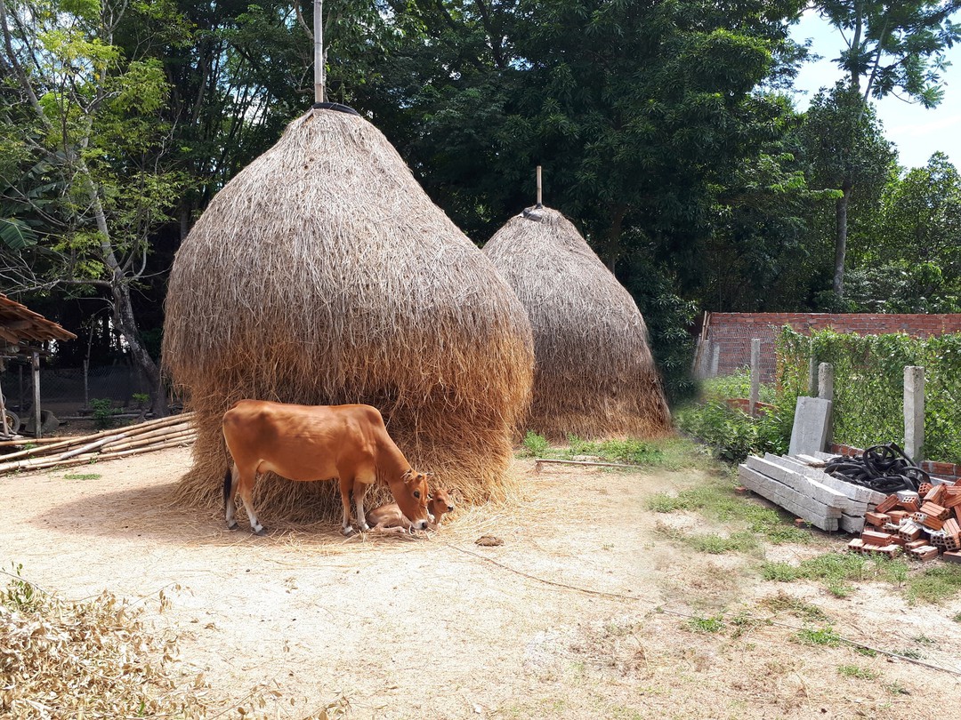 Cây rơm tuổi thơ