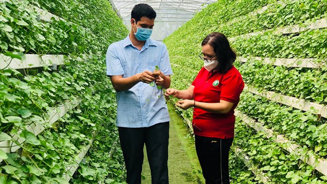 Chàng trai 8x Đồng Tháp kiếm bộn tiền nhờ phương pháp thủy canh rau má