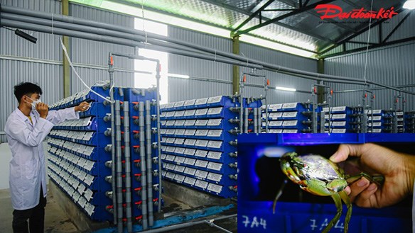 Chàng trai Hà Nội mua nước biển nuôi cua trong nhà bán gần triệu đồng/kg