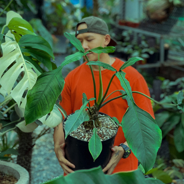 Chàng trai Sài Gòn chi 4 tỷ đồng phủ xanh nhà với bạt ngàn cây, bộ sưu tập tận hơn trăm loài ngắm mà nể - Ảnh 2.