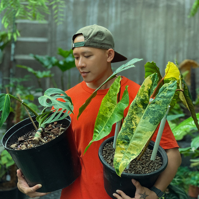 Chàng trai Sài Gòn chi 4 tỷ đồng phủ xanh nhà với bạt ngàn cây, bộ sưu tập tận hơn trăm loài ngắm mà nể - Ảnh 3.