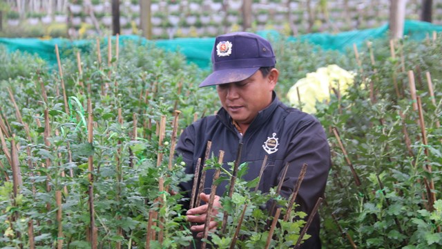 Chi hơn 8 tỷ đồng để ‘nâng tầm’ vùng trồng hoa nổi tiếng nhất ở Quảng Trị