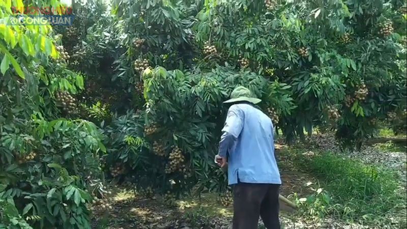 Người dân tích cực chăm sóc vườn nhãn cho sản phẩm đạt chất lượng tốt nhất trước khi xuất bán Người dân tích cực chăm sóc vườn nhãn cho sản phẩm đạt chất lượng tốt nhất trước khi xuất bán