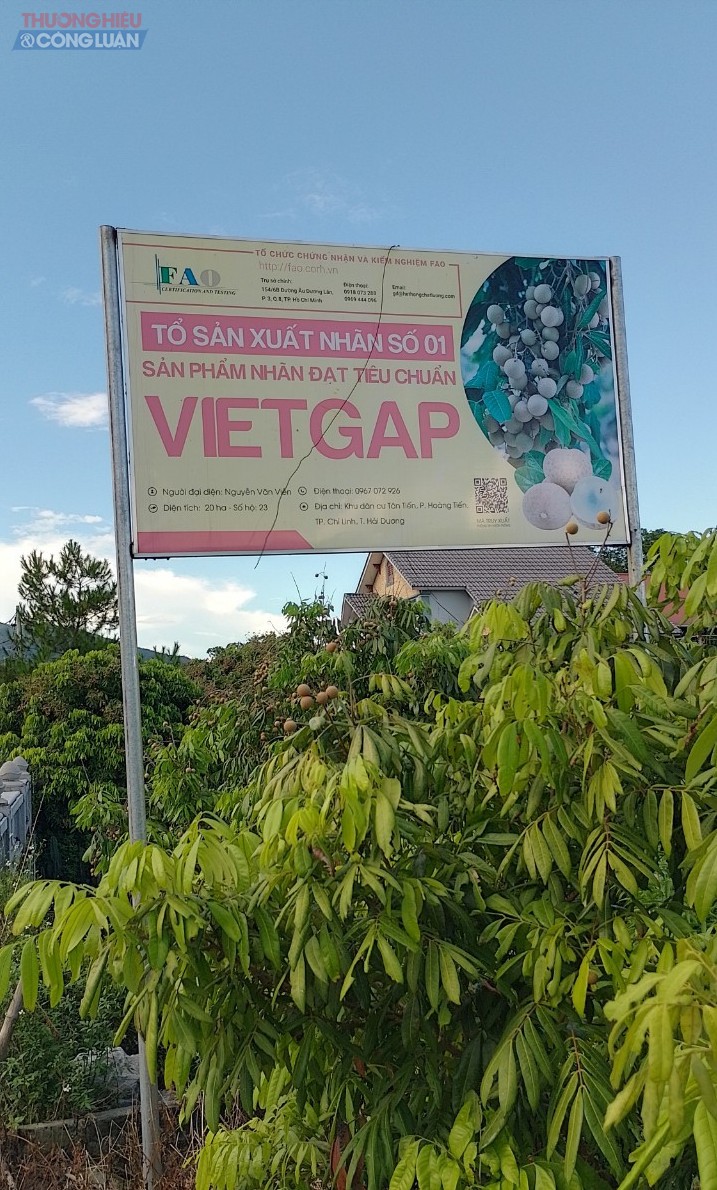 Tổ sản xuất nhãn số 1, sản phẩm đạt tiêu chuẩn VietGap tại khu dân cư Tân Tiến, P.Hoàng Tiến, TP.Chí Linh, tỉnh Hải Dương Tổ sản xuất nhãn số 1, sản phẩm đạt tiêu chuẩn VietGap tại khu dân cư Tân Tiến, P.Hoàng Tiến, TP.Chí Linh, tỉnh Hải Dương