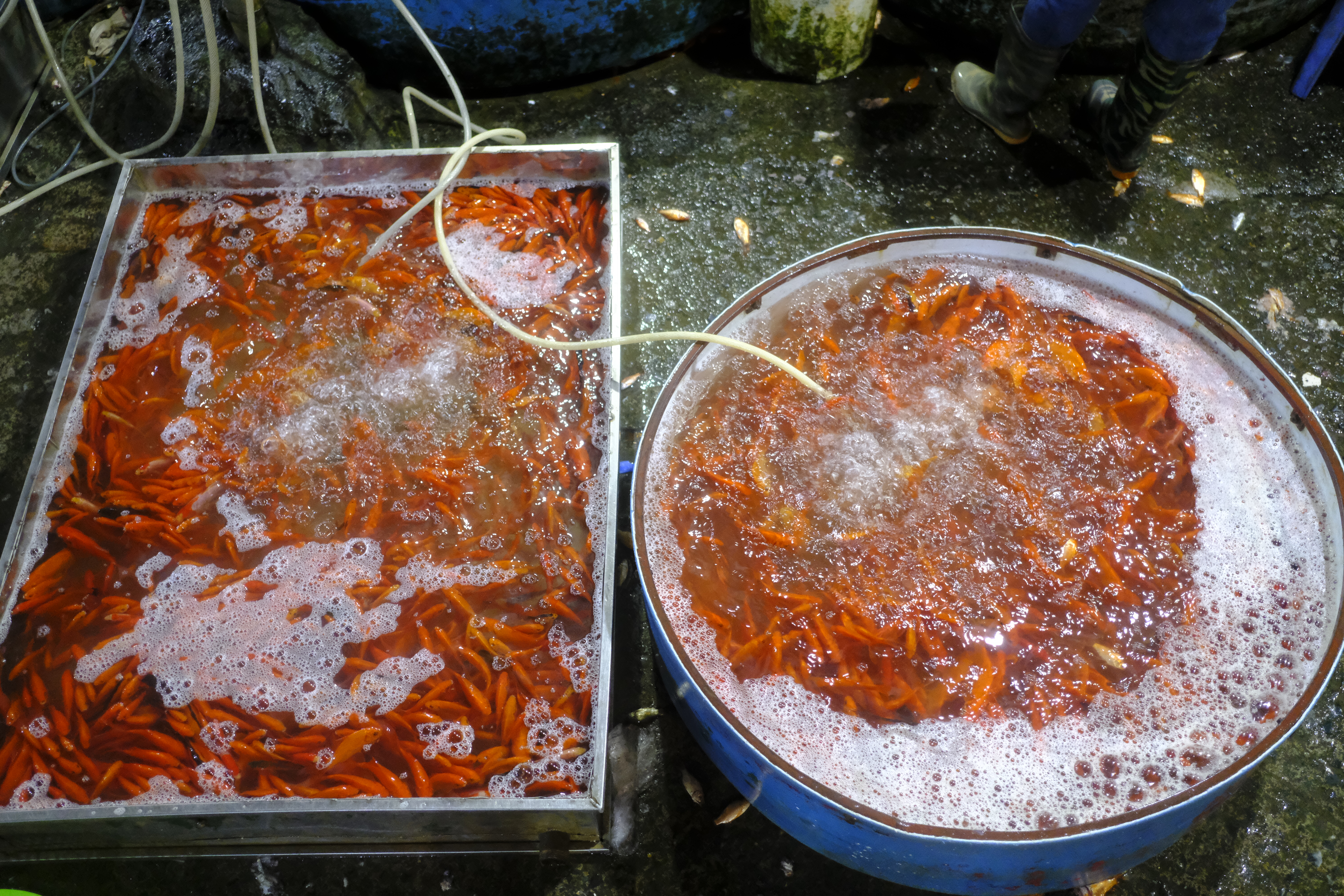 cho-c225-y234n-so-nhon-nhip-truoc-ng224y-244ng-c244ng-244ng-t225o_5.jpg