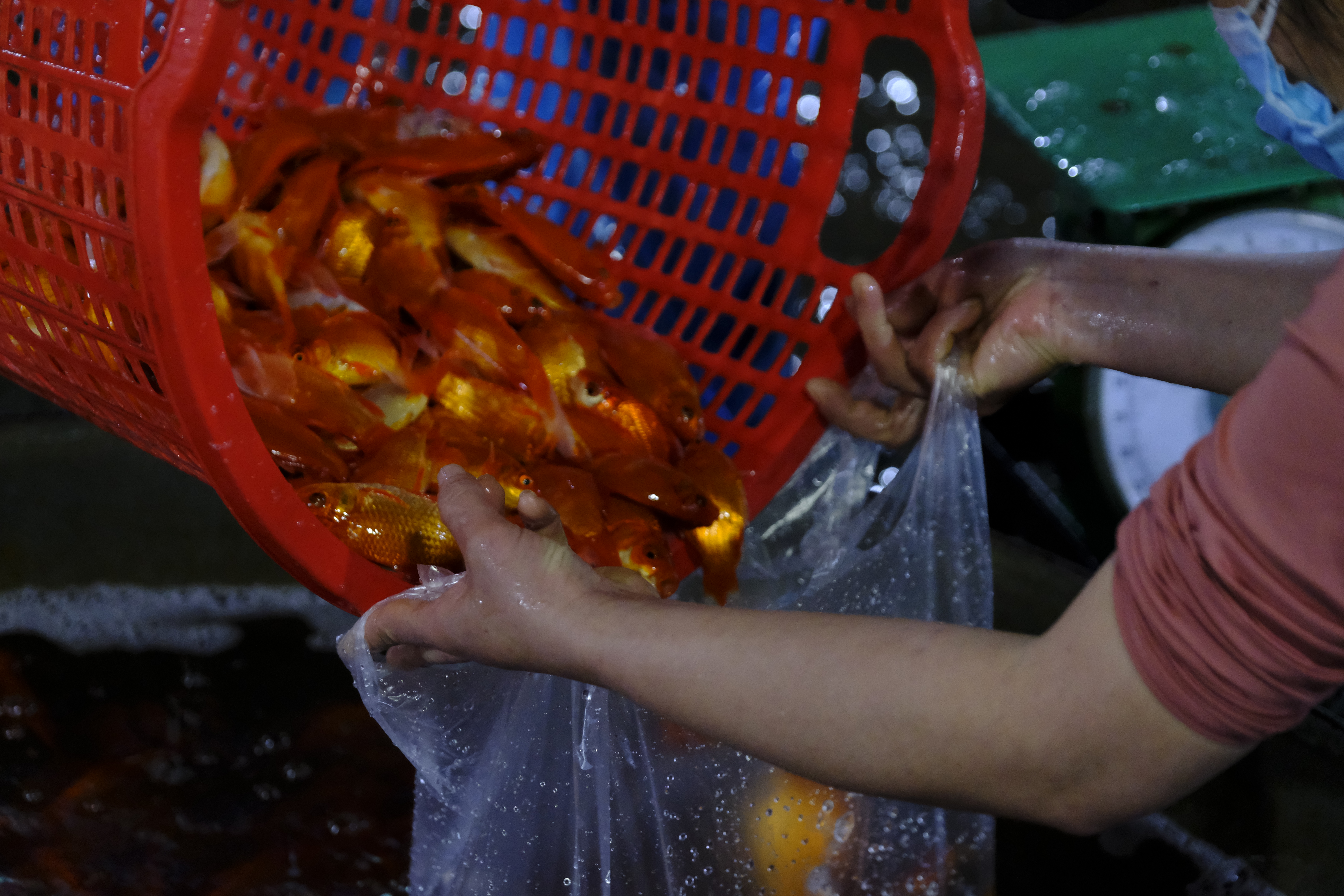 cho-c225-y234n-so-nhon-nhip-truoc-ng224y-244ng-c244ng-244ng-t225o_6.jpg