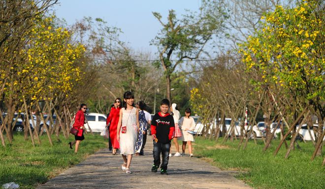 Chủ tịch tỉnh cùng người dân trồng để tạo rừng mai vàng ở làng cổ Phước Tích - ảnh 3