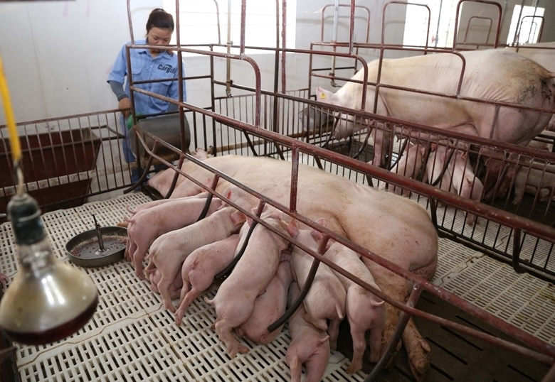 Năm 2022, ngành chăn nuôi chịu tác động đứt gãy các chuỗi cung ứng toàn cầu do COVID-19 và giá nguyên liệu, chi phí logistic tăng.…