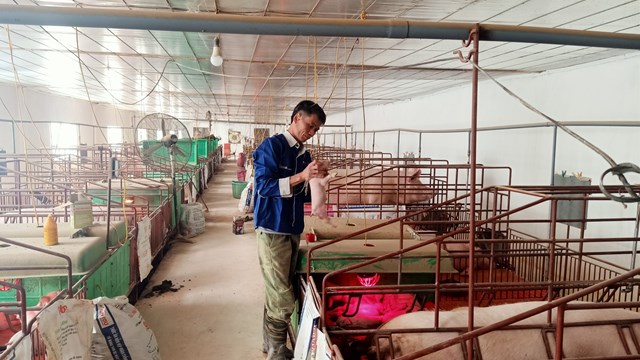 Chuyện thành tỷ phú của nông dân nuôi lợn ở Hải Dương