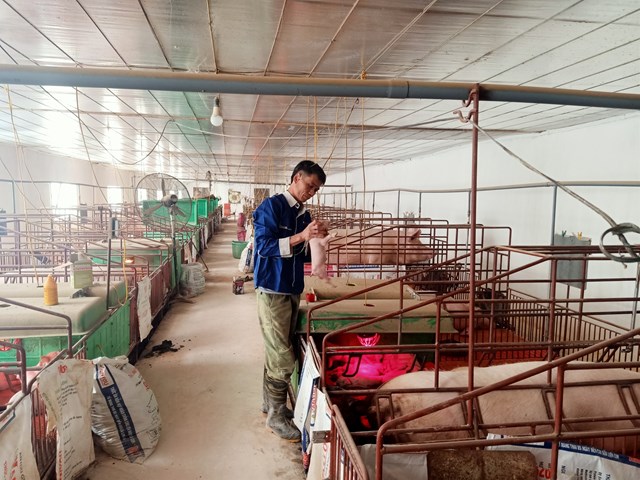 chuyen-th224nh-ty-ph250-cua-n244ng-d226n-nu244i-lon-o-hai-duong_1.jpg chuyen-th224nh-ty-ph250-cua-n244ng-d226n-nu244i-lon-o-hai-duong_1.jpg