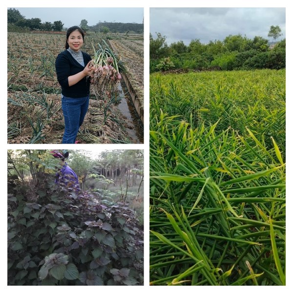 GĐ Nguyễn Thị Hà và vùng nguyên liệu tại Mộc Châu - Sơn La GĐ Nguyễn Thị Hà và vùng nguyên liệu tại Mộc Châu - Sơn La