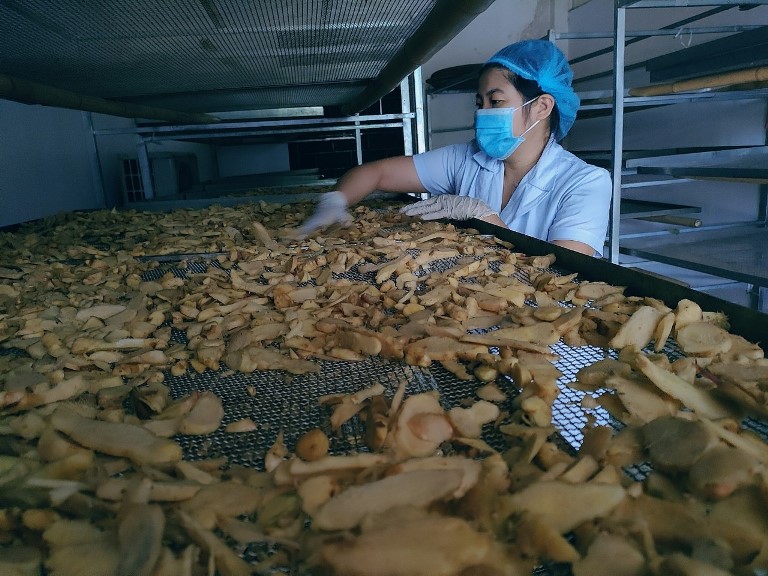 Sấy gừng bằng dàn máy hiện đại để giữ được nguyên chất lượng của sản phẩm Sấy gừng bằng dàn máy hiện đại để giữ được nguyên chất lượng của sản phẩm