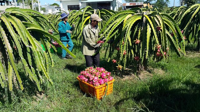 Cơ hội cho trái cây vào EU