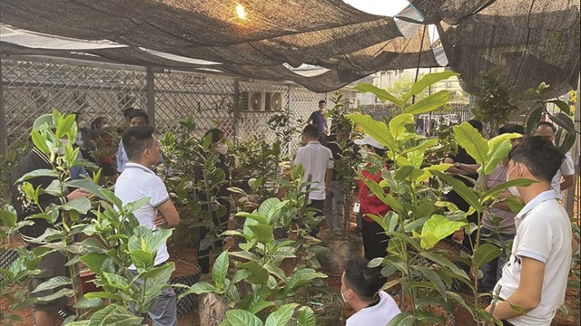 Cơn sốt cây bạch hải đường: Lại chiêu trò ‘thổi giá’