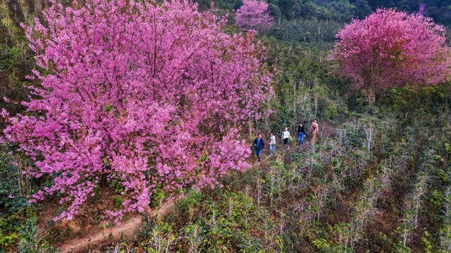 Đà Lạt và hai loài hoa nhung nhớ 