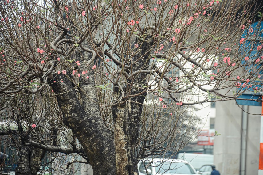 d224o-co-thu-xuong-pho-d243n-tet-gi225-h224ng-tram-trieu-dong_6.jpg