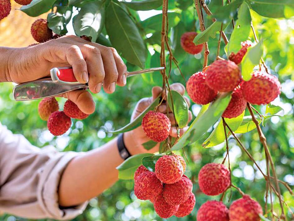 Đẩy mạnh tiêu thụ và quảng bá thương hiệu vải thiều Tân Yên