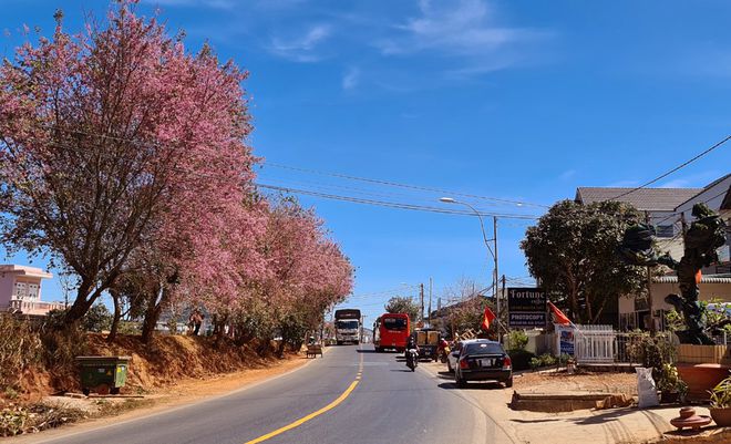 Đà Lạt rực rỡ sắc hồng mai anh đào khi Tết đang về - ảnh 1