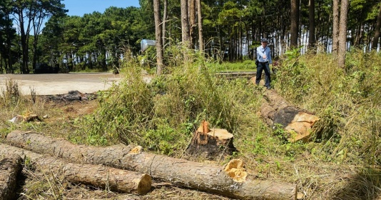 Đắk Lắk giải thích về việc nhiều gốc thông tươi bị cưa hạ tại km65 xã Cư Né, huyện Krông Búk