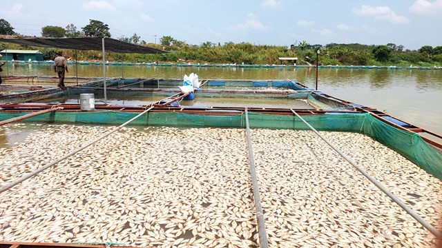 Đắk Lắk: Hàng chục tấn cá nuôi lồng, bè chết trắng trên sông Sêrêpốk