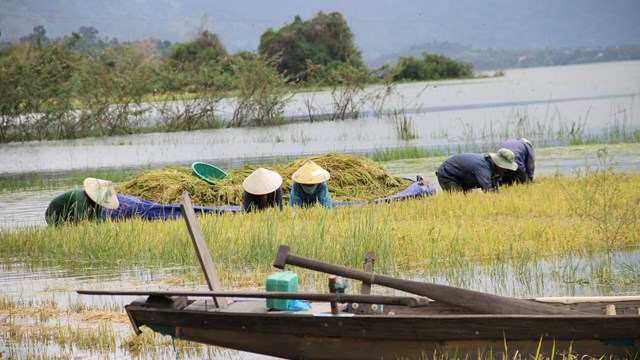 Đắk Lắk: Hơn 330 ha lúa nước bị ngập do mưa lũ