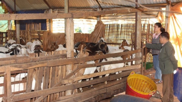 Đắk Lắk: Huyện Krông Búk triển khai 15 dự án phát triển kinh tế từ nguồn Quỹ hỗ trợ nông dân