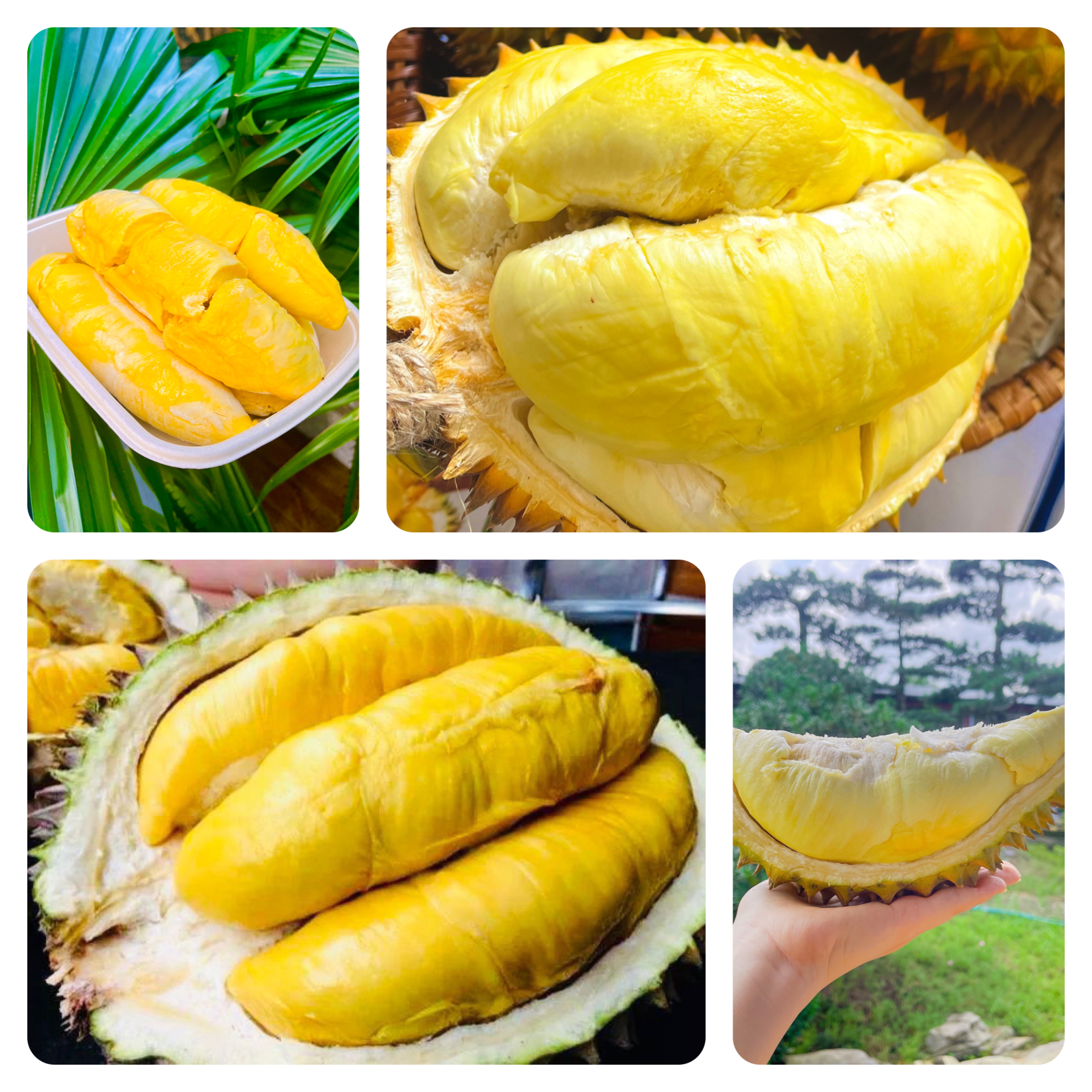 dak-lak-le-hoi-n226ng-tam-sau-ri234ng-kr244ng-pac_2.jpg dak-lak-le-hoi-n226ng-tam-sau-ri234ng-kr244ng-pac_2.jpg