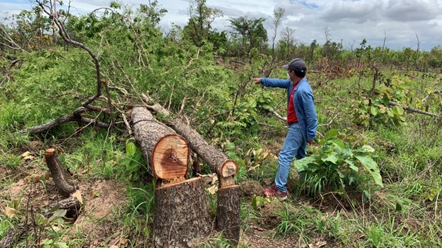 Đắk Lắk: Phát hiện 100 ha rừng bị tàn phá nghiêm trọng