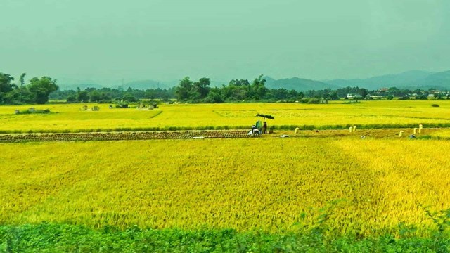 Đẩy mạnh sản xuất, bao tiêu lúa gạo theo chuỗi giá trị
