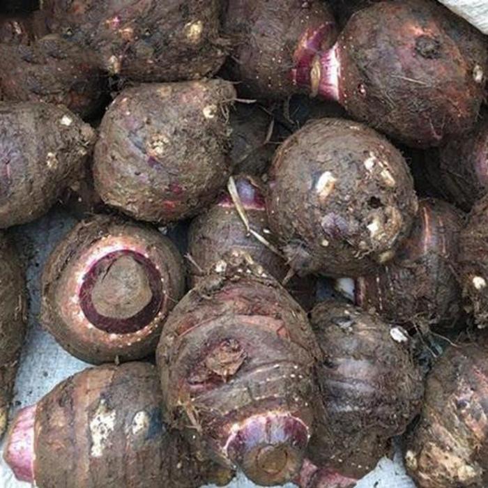 Khoai sọ tím Tủa Chùa – Hợp tác xã H’Mông Khoai sọ tím Tủa Chùa – Hợp tác xã H’Mông