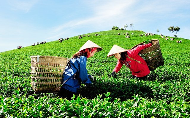 day-manh-xuat-khau-n244ng-san-huu-co_1.jpg