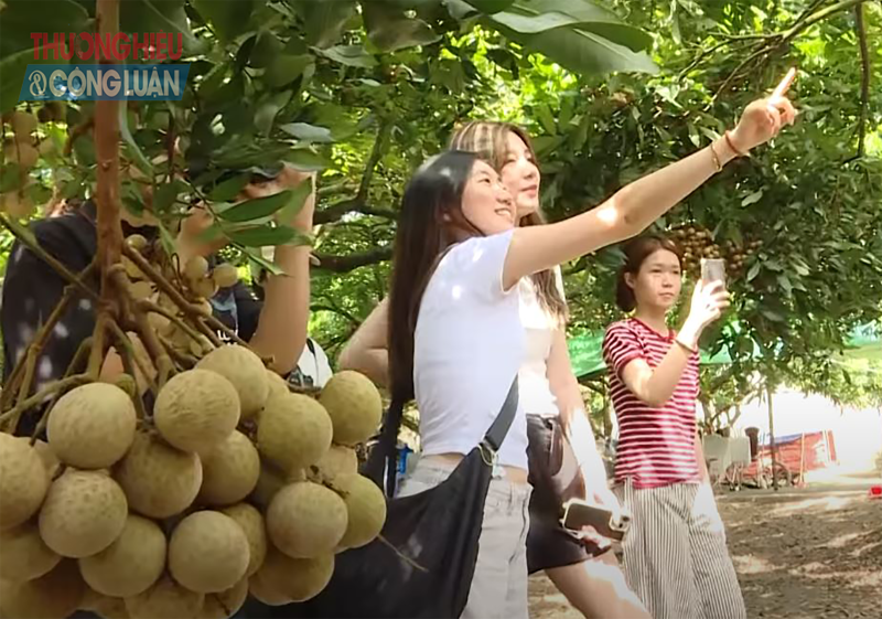 Đoàn du khách trải nghiệm tại Khu vườn nhãn hợp tác xã (HTX) nhãn lồng Hồng Kỳ (thuộc xã Hồng Nam, TP Hưng Yên) thích thú với không gian thoáng mát, trong lành, hương vị thơm ngọt đặc trưng của nhãn tiến vua và các sản phẩm chế biến từ nhãn. Đoàn du khách trải nghiệm tại Khu vườn nhãn hợp tác xã (HTX) nhãn lồng Hồng Kỳ (thuộc xã Hồng Nam, TP Hưng Yên) thích thú với không gian thoáng mát, trong lành, hương vị thơm ngọt đặc trưng của nhãn tiến vua và các sản phẩm chế biến từ nhãn.
