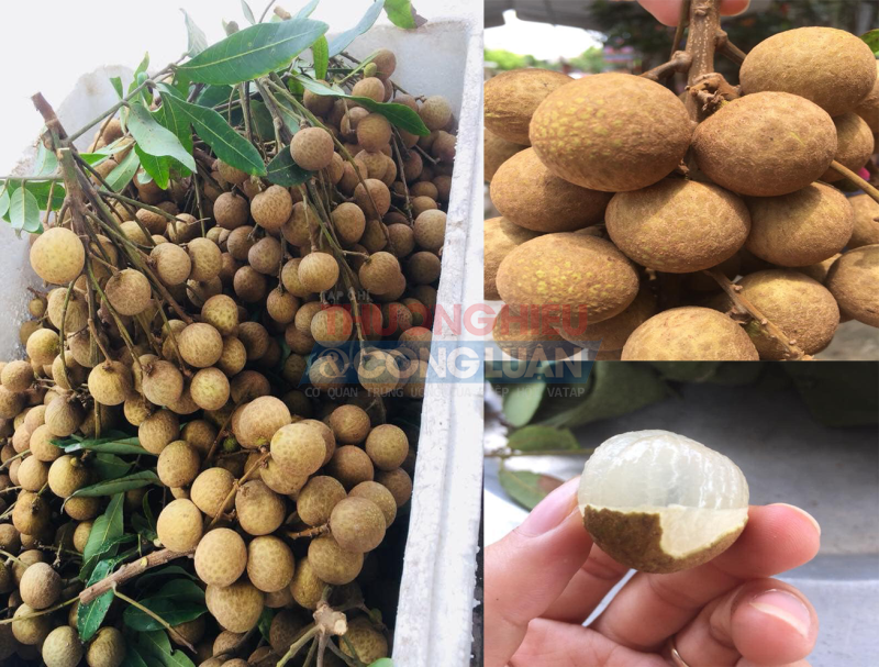 Giá bán trung bình của giống nhãn quý tại địa phương được bán được giá cao, trung bình từ 70.000 - 80.000 đồng/kg, thậm chí là 120.000 đồng/kg Giá bán trung bình của giống nhãn quý tại địa phương được bán được giá cao, trung bình từ 70.000 - 80.000 đồng/kg, thậm chí là 120.000 đồng/kg