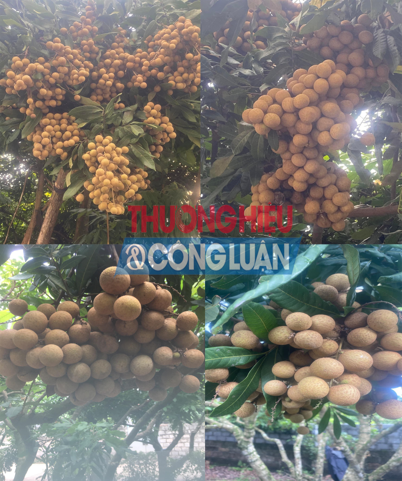 Nhãn tại một nhà vườn thuộc xã Tân Hưng, TP Hưng Yên. Nhãn tại một nhà vườn thuộc xã Tân Hưng, TP Hưng Yên.