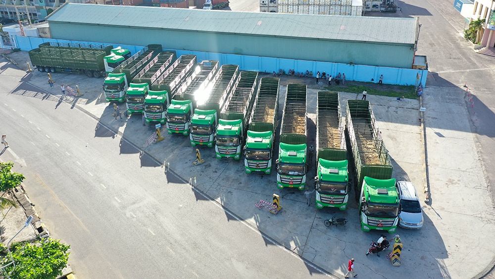 Đội xe vận chuyển gia súc đang tập kết tại cảng Quy Nhơn trước khi thực hiện vận chuyển bò cho đối tác
