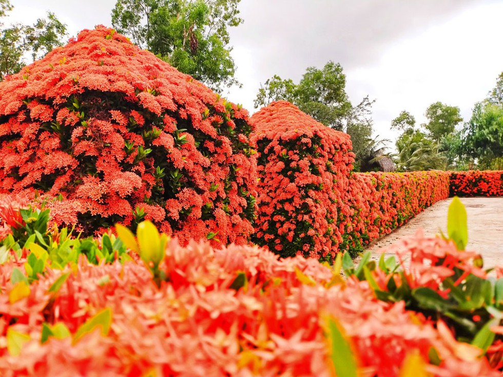 Hàng rào bông trang độc nhất miền tây 1