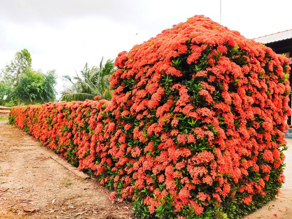 Hàng rào bông trang độc nhất miền tây 2