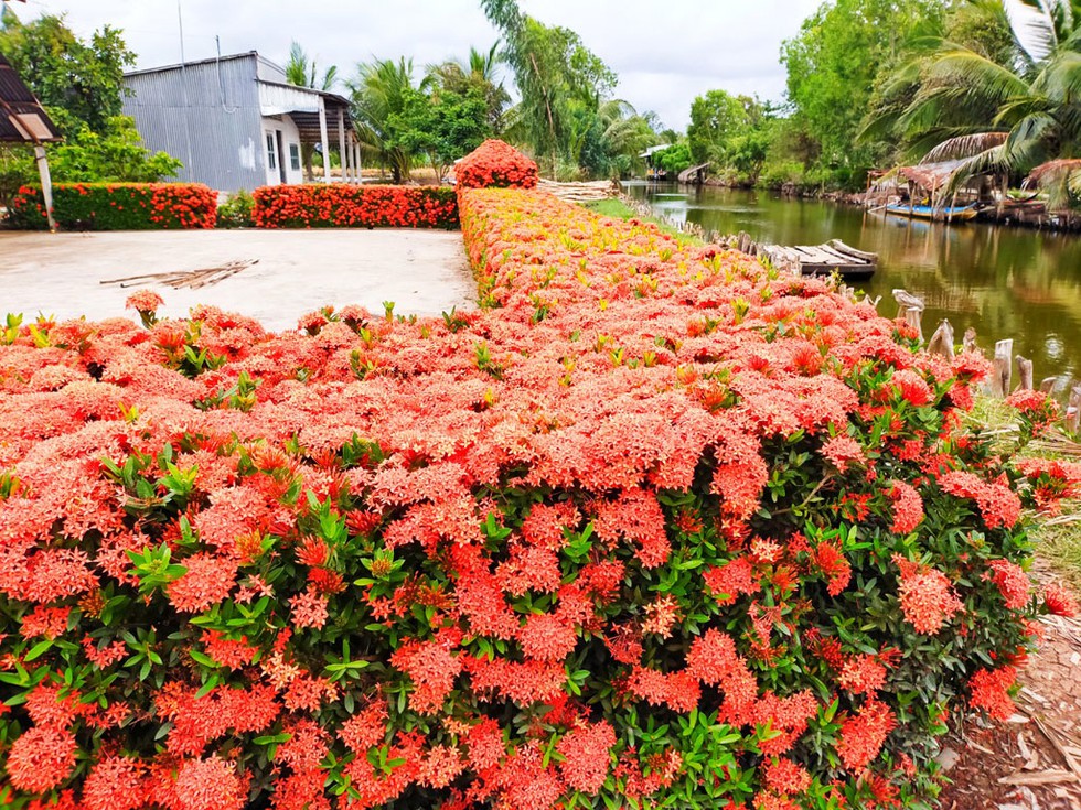 Hàng rào bông trang độc nhất miền tây 3